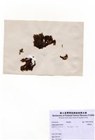 藏品(大團扇藻)的圖片